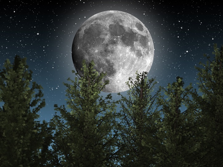 Moonlight-trees-astronomy-stars-65